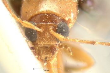 Media type: image; Entomology 18452   Aspect: head frontal view